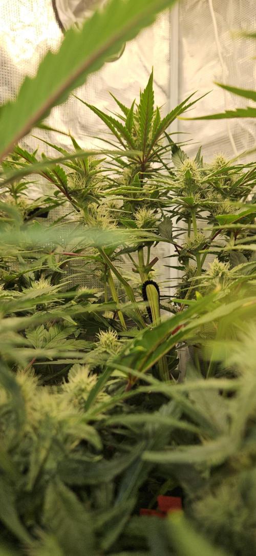 Guava RF3 First indoor grow. Week 8 - Apr. 6