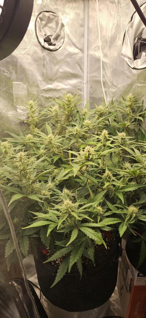 Guava RF3 First indoor grow. Week 8 - Apr. 6