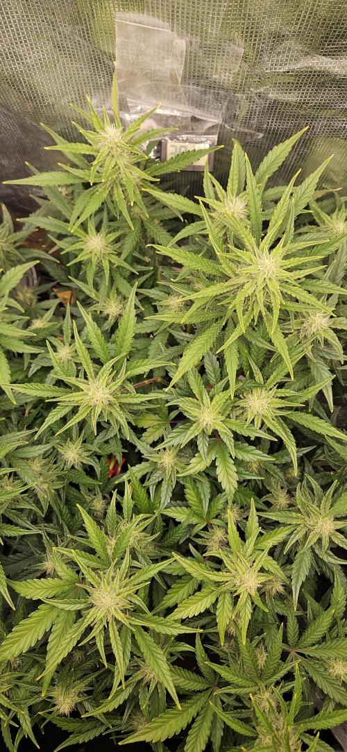 Guava RF3 First indoor grow. Week 8 - Apr. 7