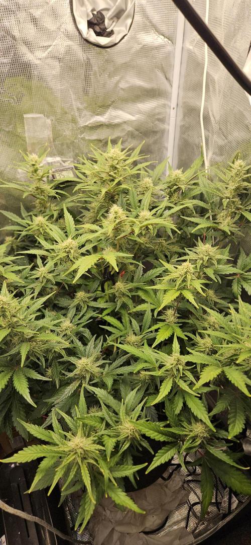 Guava RF3 First indoor grow. Week 8 - Apr. 8