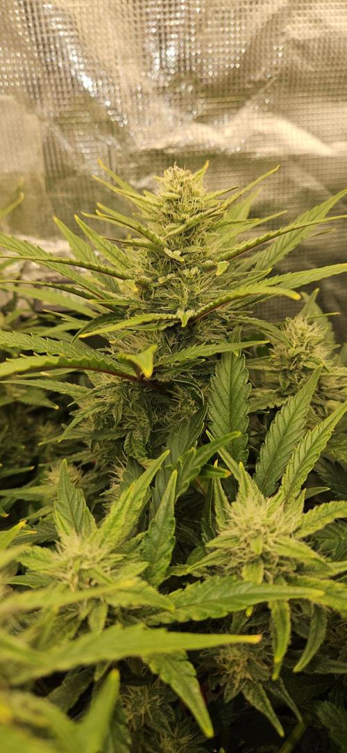 Guava RF3 First indoor grow. Week 8 - Apr. 10