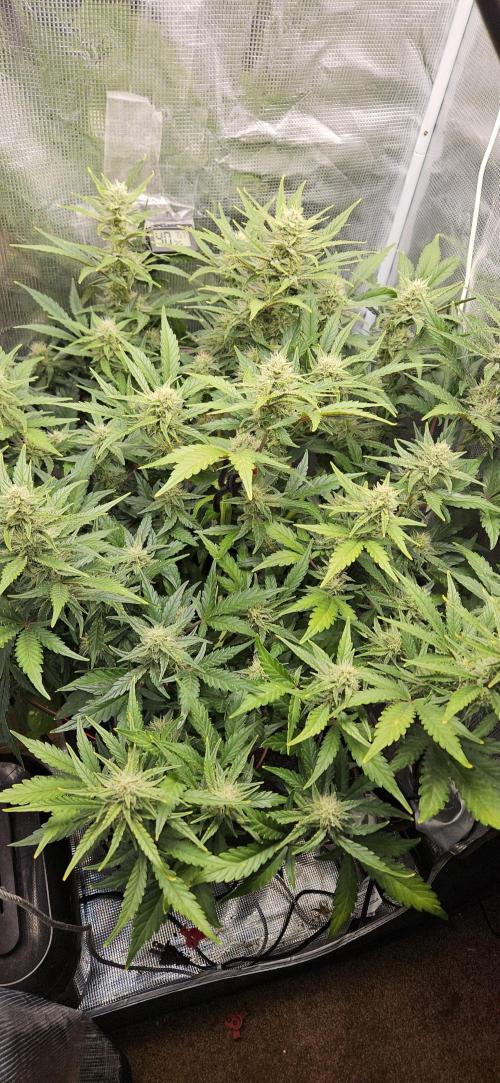 Guava RF3 First indoor grow. Week 8 - Apr. 11