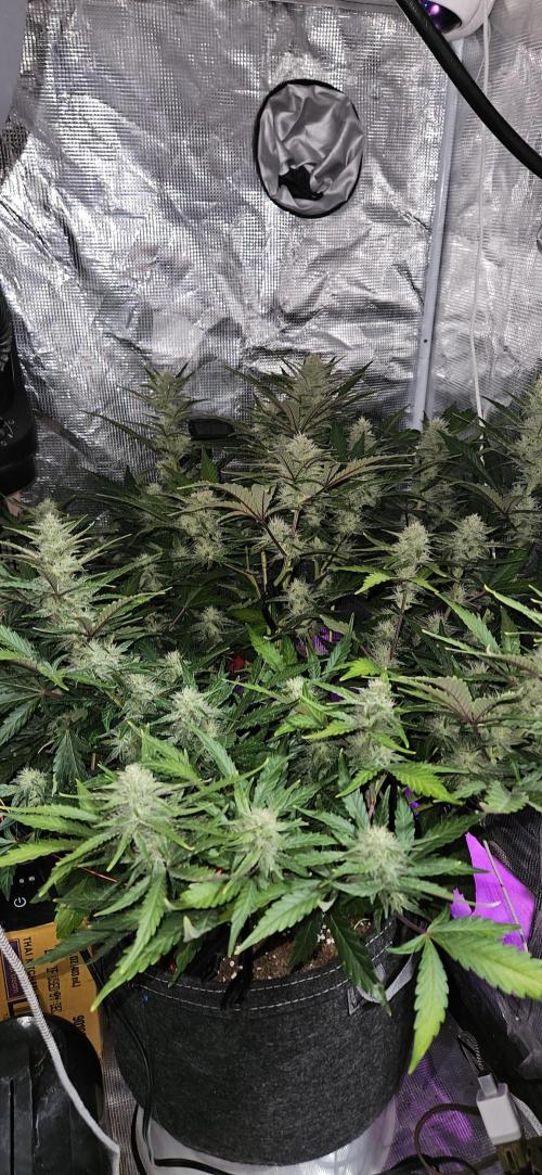 Guava RF3 First indoor grow. Week 8 - Apr. 11