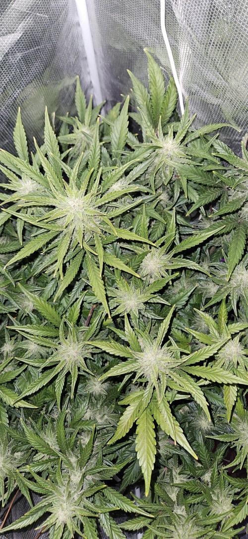 Guava RF3 First indoor grow. Week 8 - Apr. 12