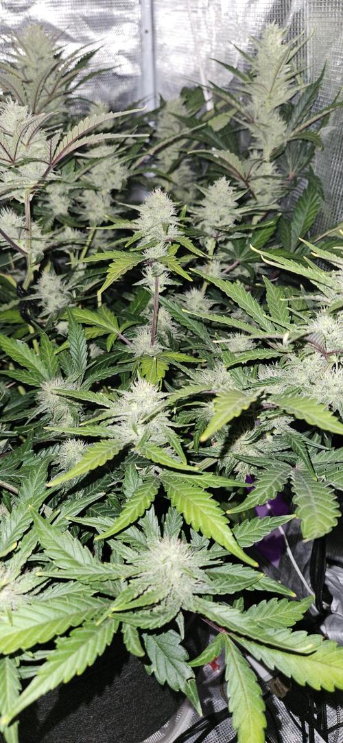 Guava RF3 First indoor grow. Week 8 - Apr. 12