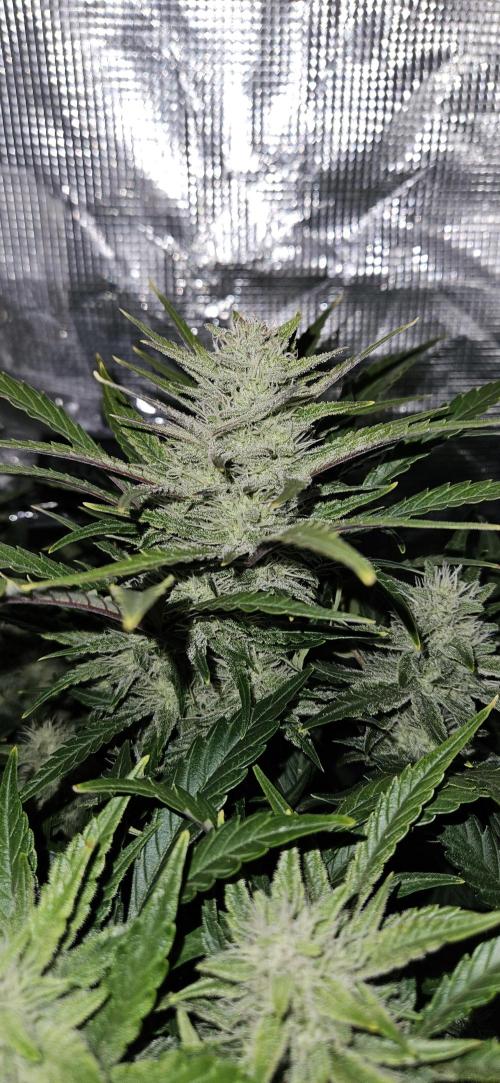 Guava RF3 First indoor grow. Week 8 - Apr. 12
