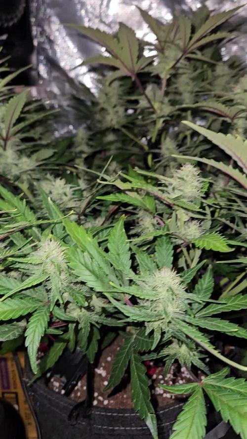 Guava RF3 First indoor grow