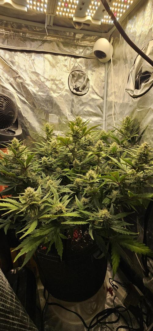 Guava RF3 First indoor grow. Week 9
