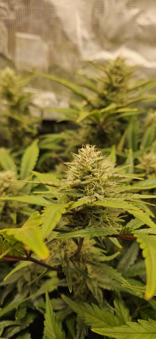 Guava RF3 First indoor grow. Week 9