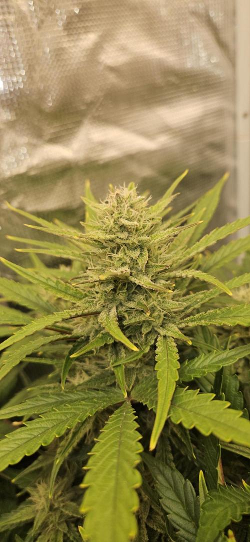 Guava RF3 First indoor grow. Week 9