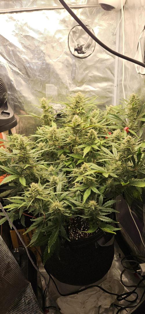 Guava RF3 First indoor grow. Week 9
