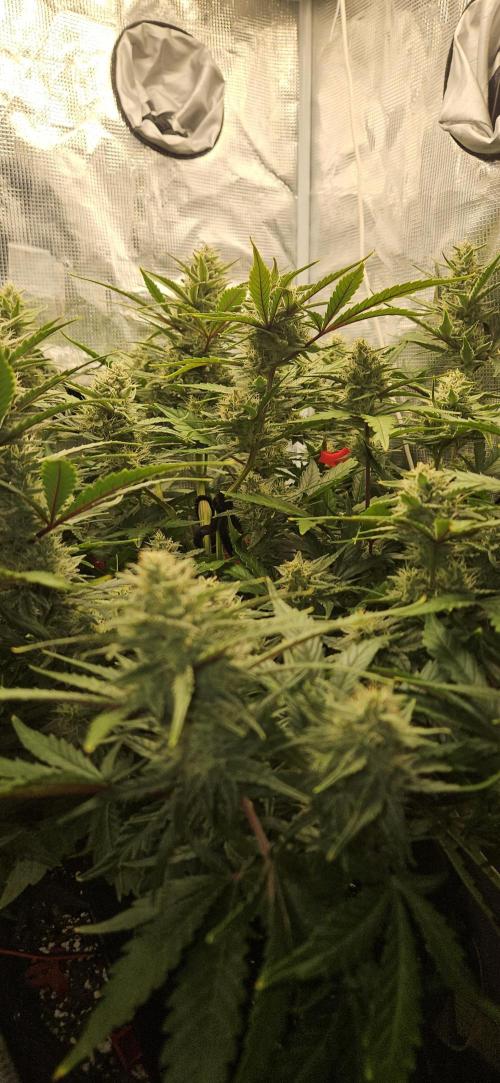 Guava RF3 First indoor grow. Week 9