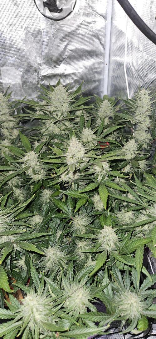 Guava RF3 First indoor grow. Week 9