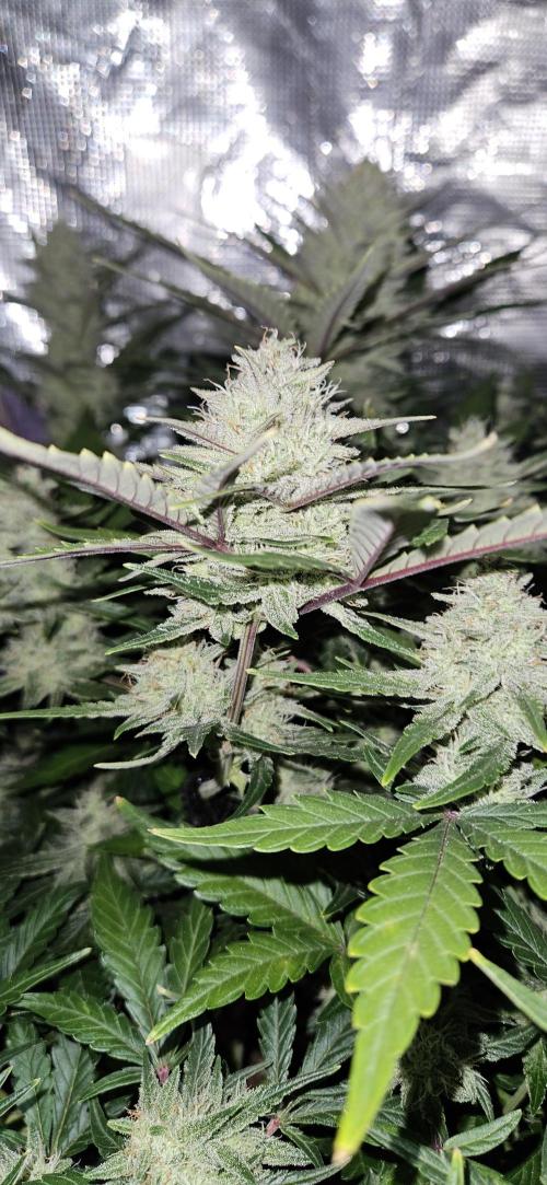 Guava RF3 First indoor grow. Week 9