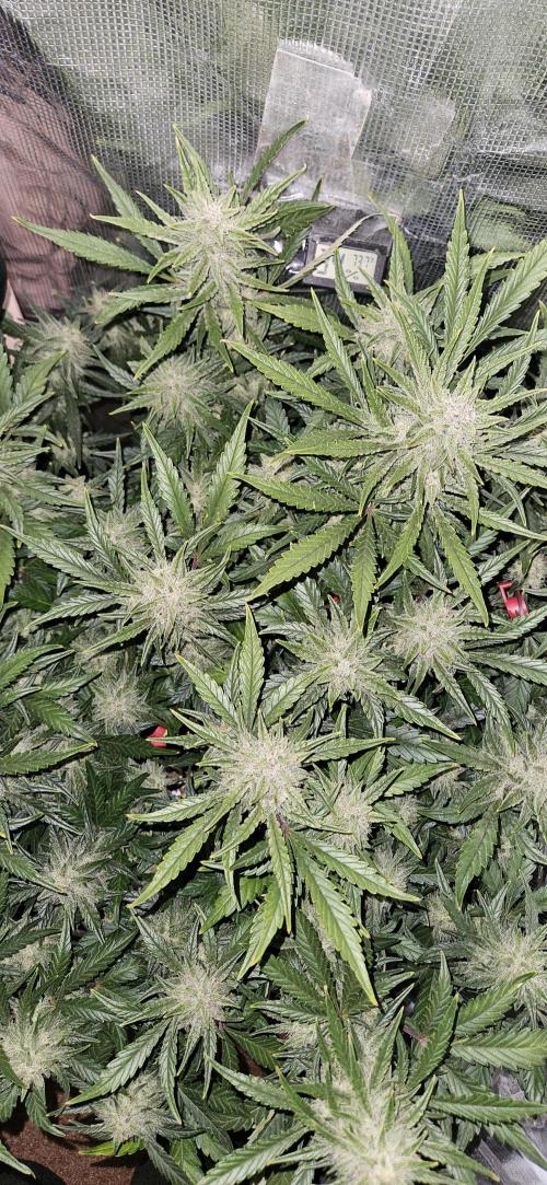Guava RF3 First indoor grow. Week 9