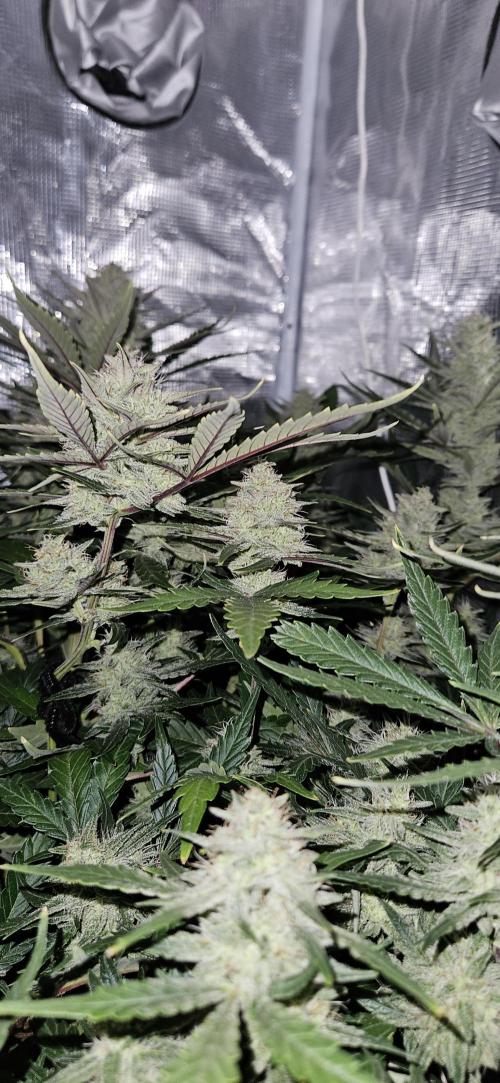 Guava RF3 First indoor grow. Week 9