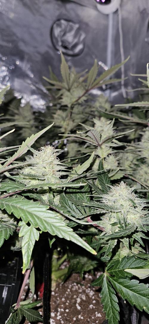Guava RF3 First indoor grow. Week 9