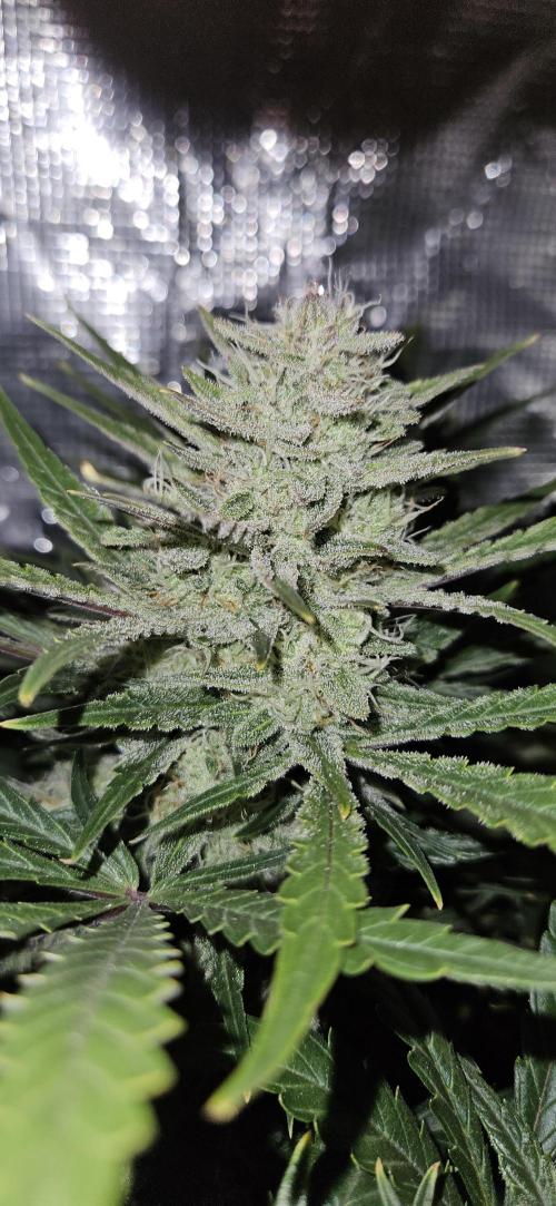 Guava RF3 First indoor grow. Week 9