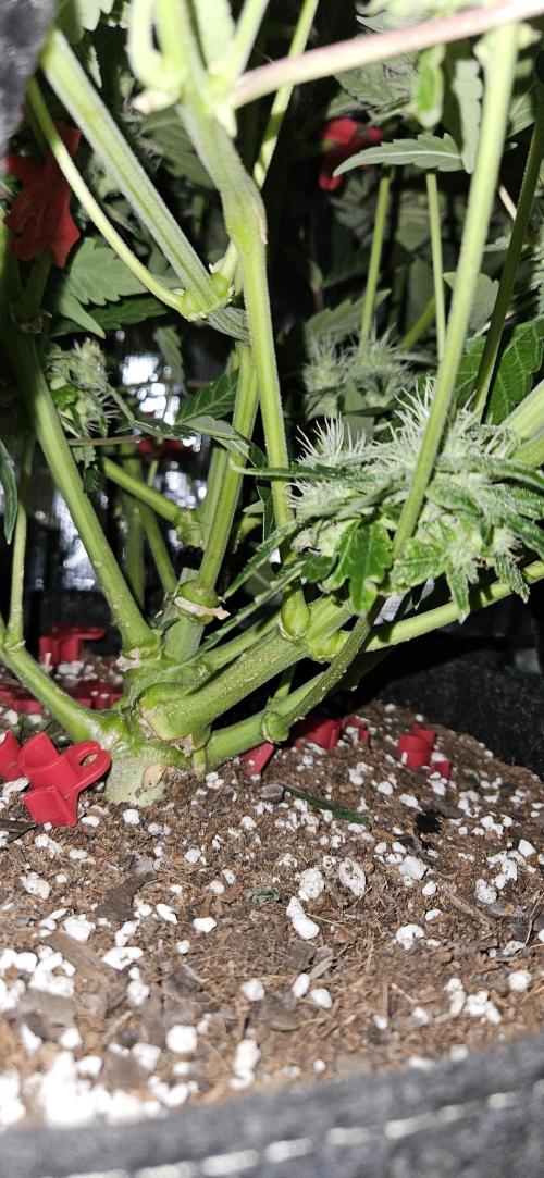 Guava RF3 First indoor grow. Week 9