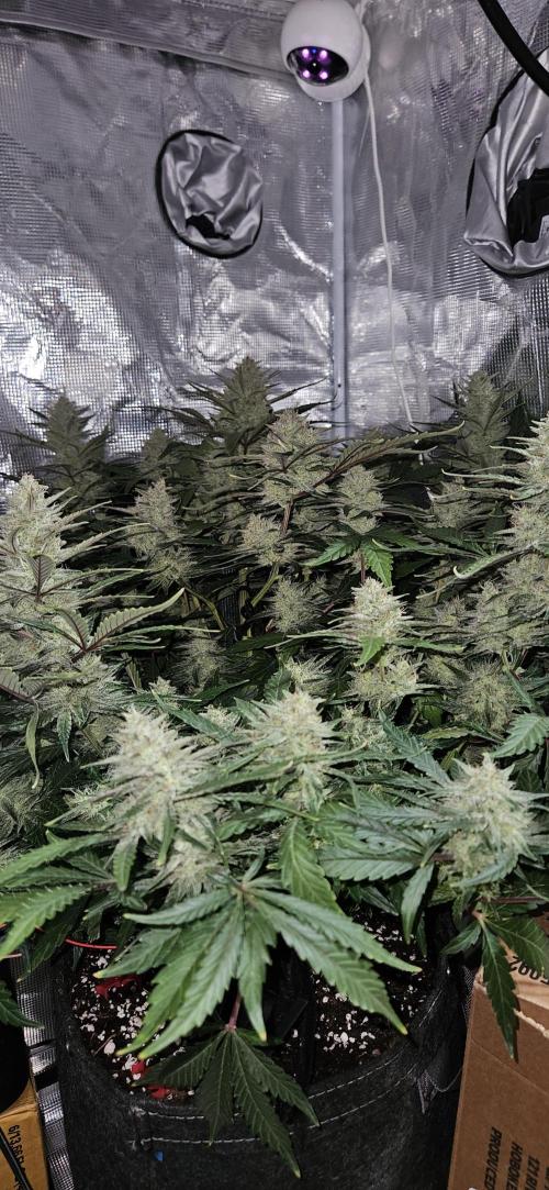 Guava RF3 First indoor grow. Week 10