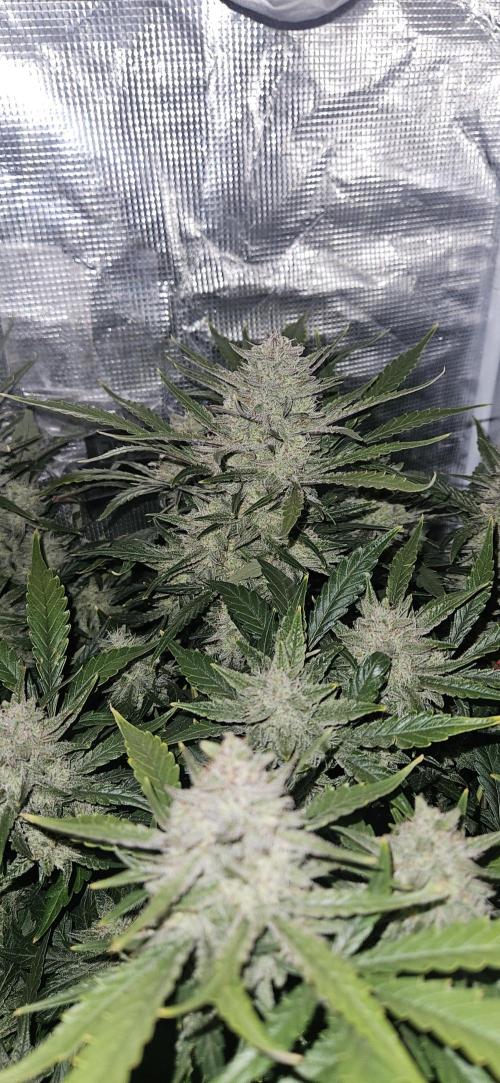 Guava RF3 First indoor grow. Week 10