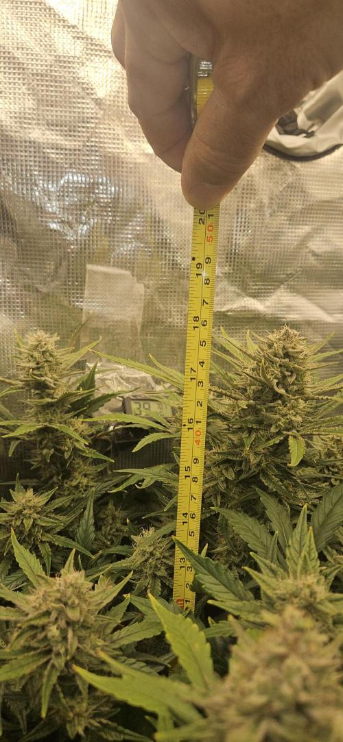 Guava RF3 First indoor grow. Week 10