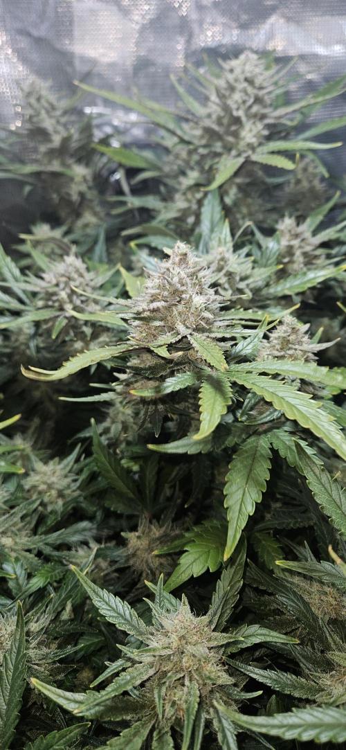 Guava RF3 First indoor grow. Week 10
