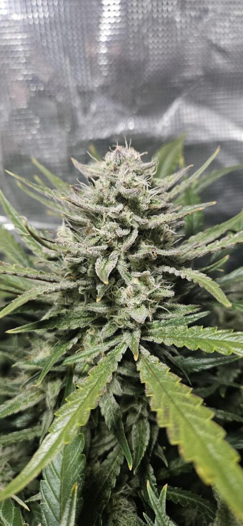Guava RF3 First indoor grow. Week 10