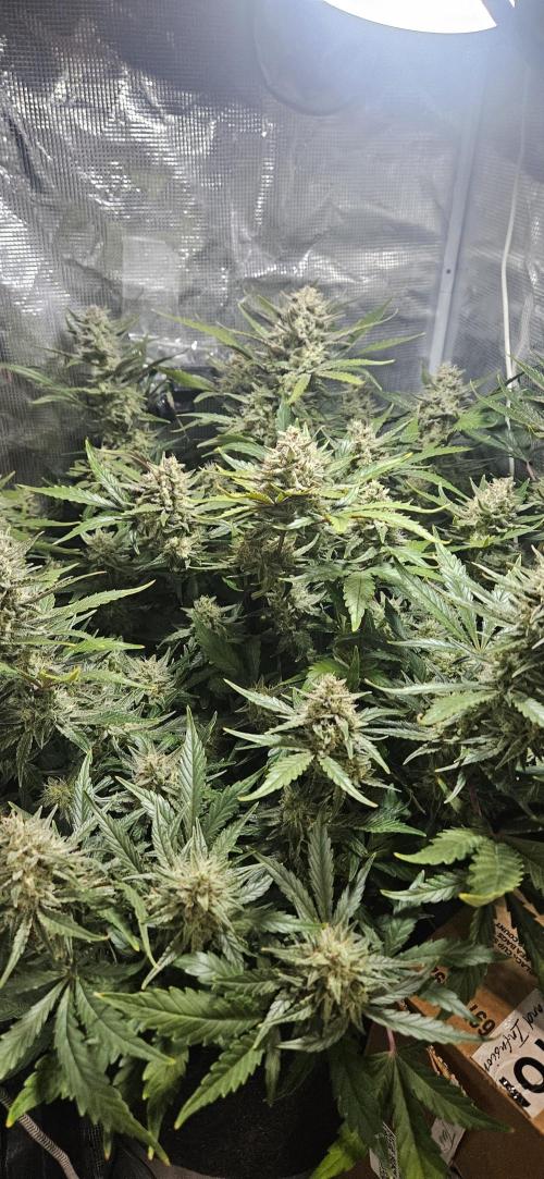Guava RF3 First indoor grow. Week 10