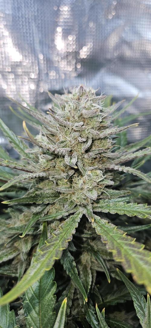 Guava RF3 First indoor grow. Week 10