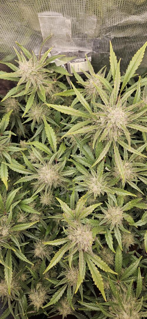 Guava RF3 First indoor grow. Week 10