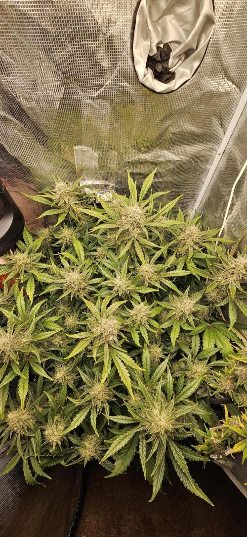 Guava RF3 First indoor grow. Week 10