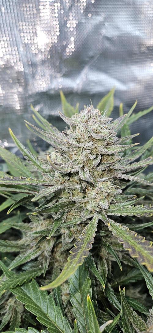 Guava RF3 First indoor grow. Week 10