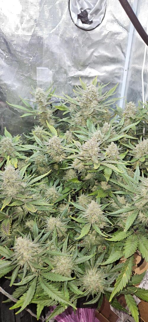 Guava RF3 First indoor grow. Week 10