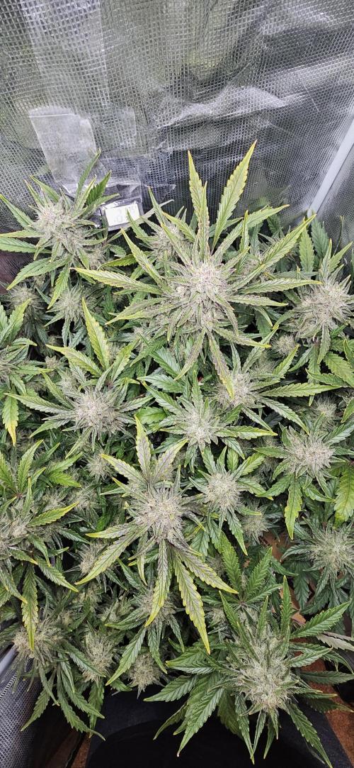 Guava RF3 First indoor grow. Week 10