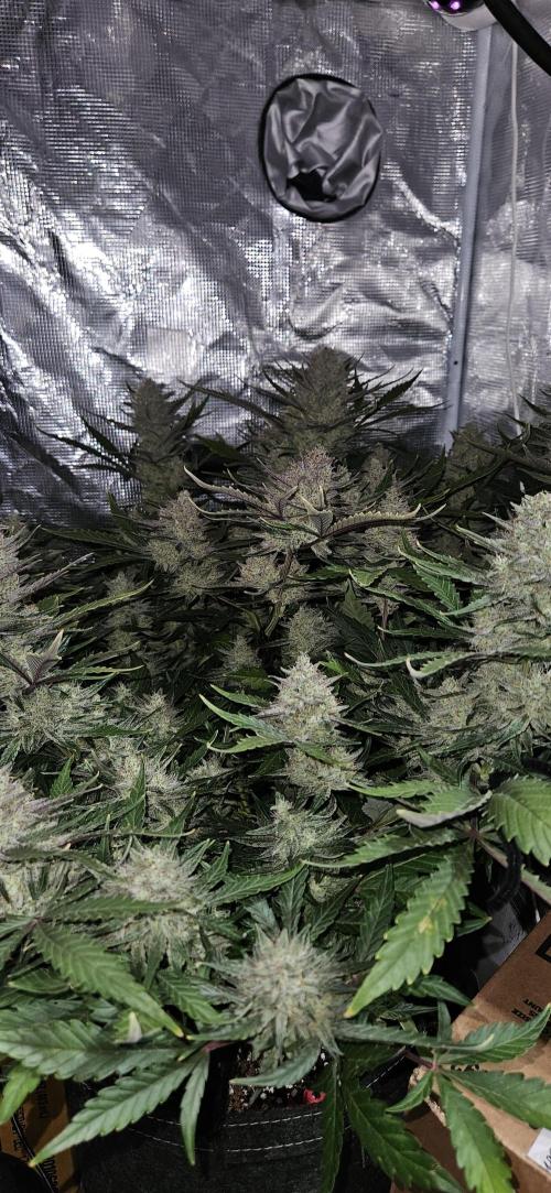 Guava RF3 First indoor grow. Week 10