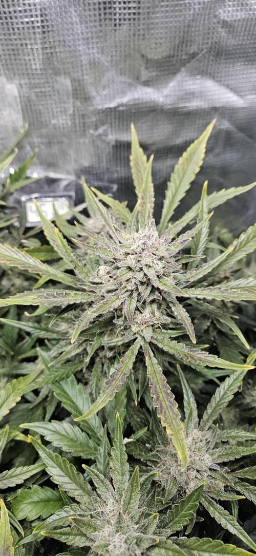 Guava RF3 First indoor grow. Week 10
