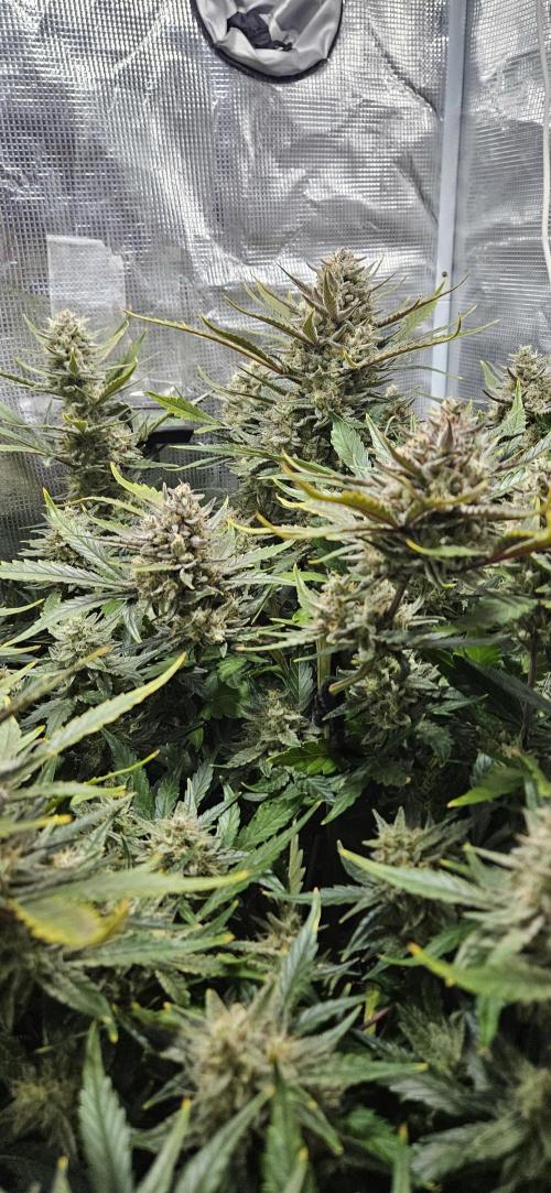 Guava RF3 First indoor grow. Week 10