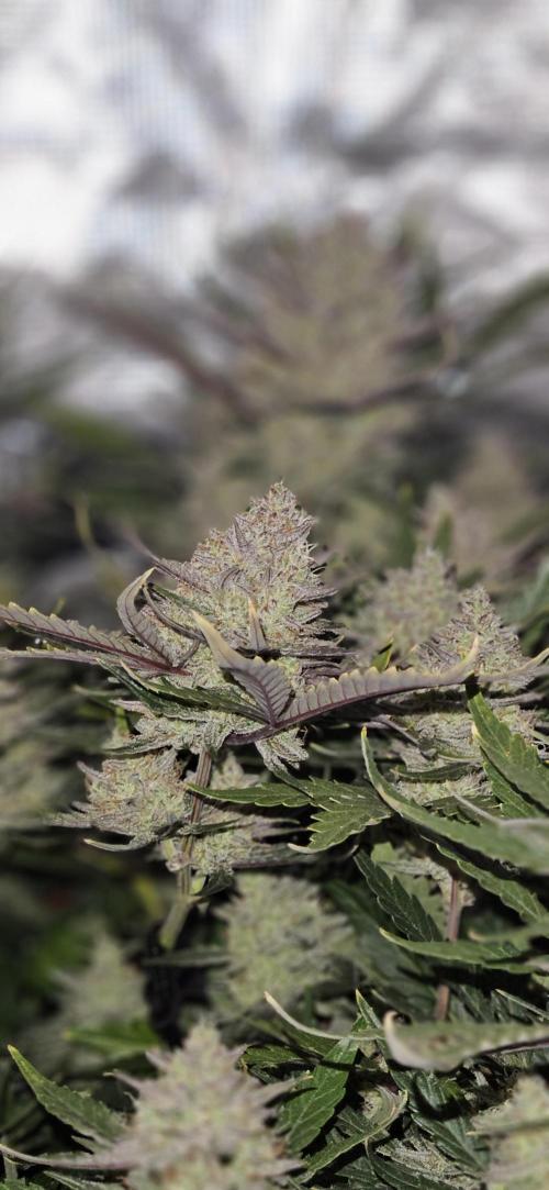Guava RF3 First indoor grow. Week 10