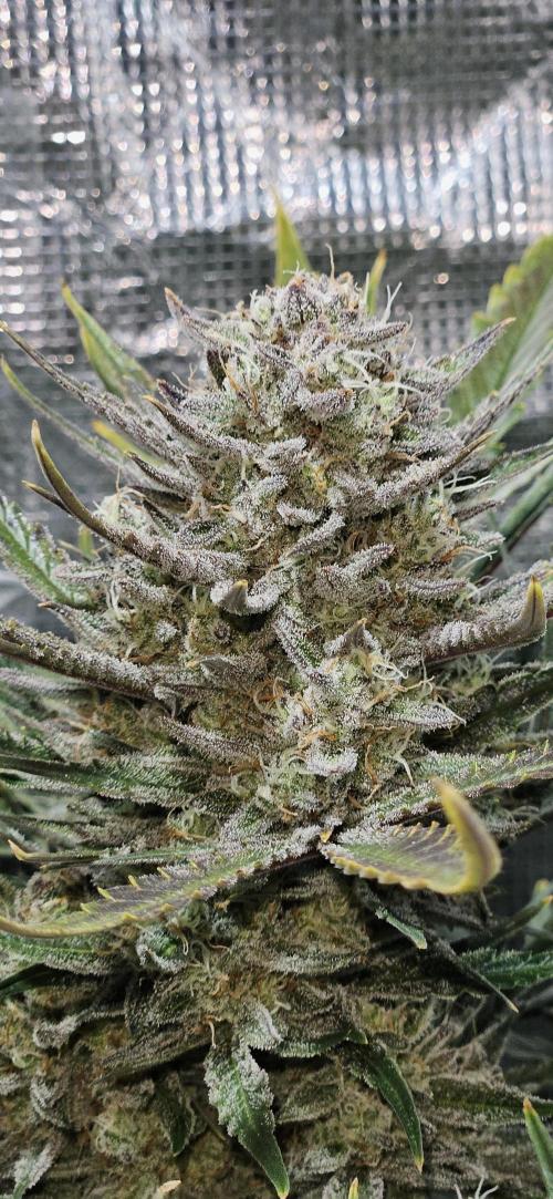 Guava RF3 First indoor grow. Week 10