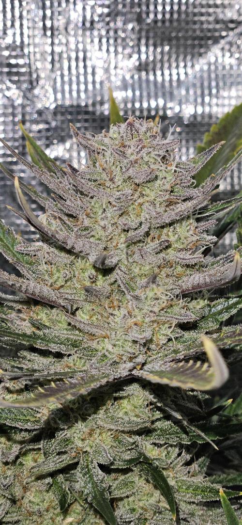 Guava RF3 First indoor grow. Week 10