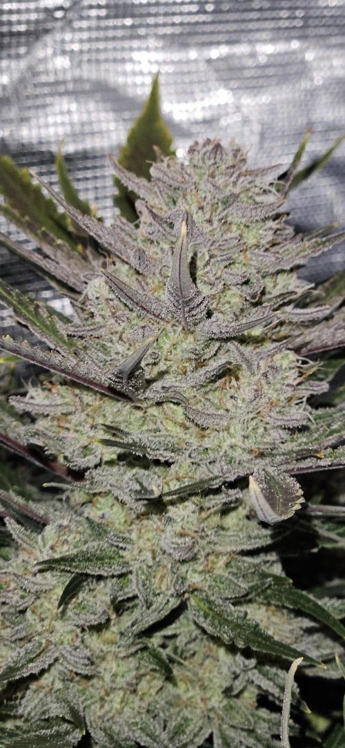 Guava RF3 First indoor grow. Week 10