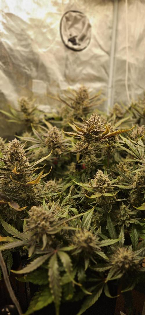 Guava RF3 First indoor grow. Week 11
