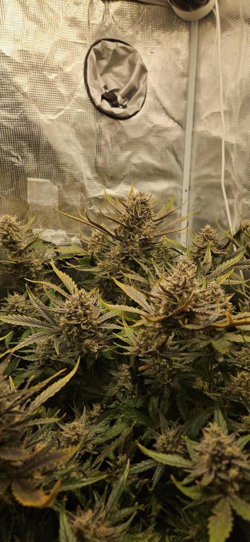 Guava RF3 First indoor grow. Week 11