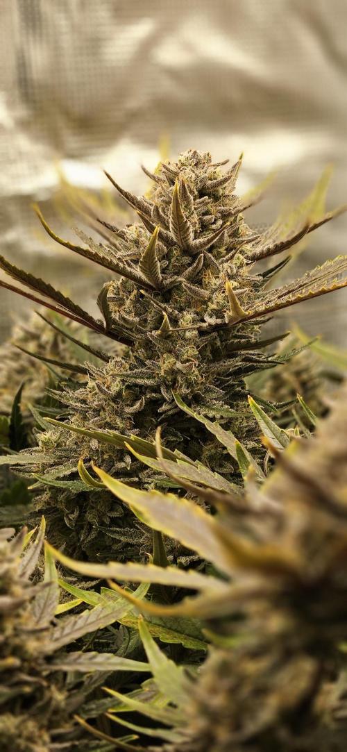 Guava RF3 First indoor grow. Week 11