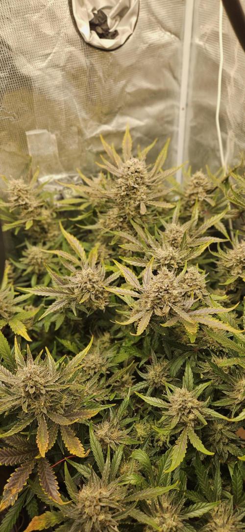 Guava RF3 First indoor grow. Week 11
