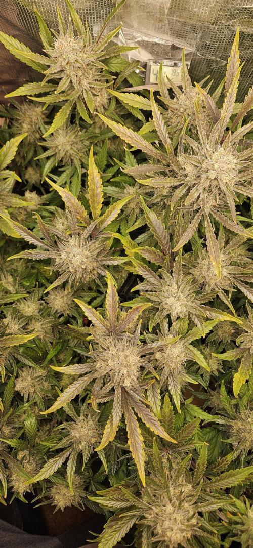 Guava RF3 First indoor grow. Week 11