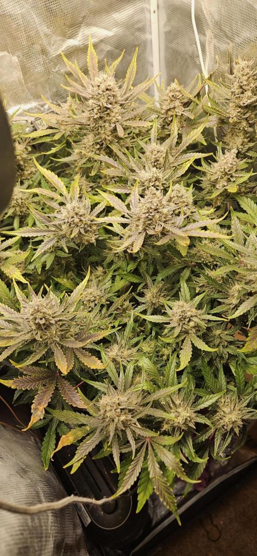 Guava RF3 First indoor grow. Week 11