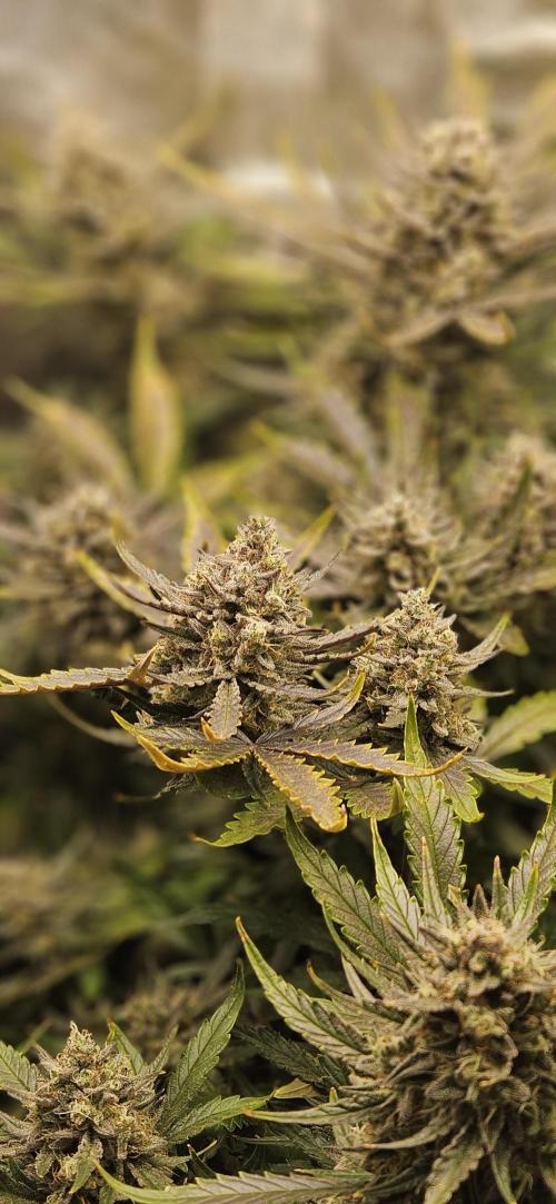 Guava RF3 First indoor grow. Week 11