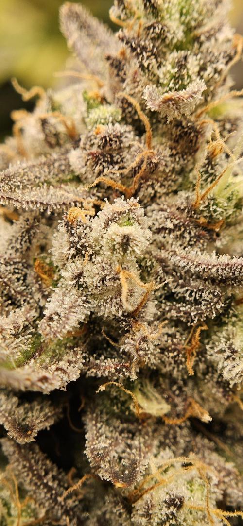 Guava RF3 First indoor grow. Week 11